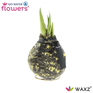 HIPP WAXZ GALAXY BLACK