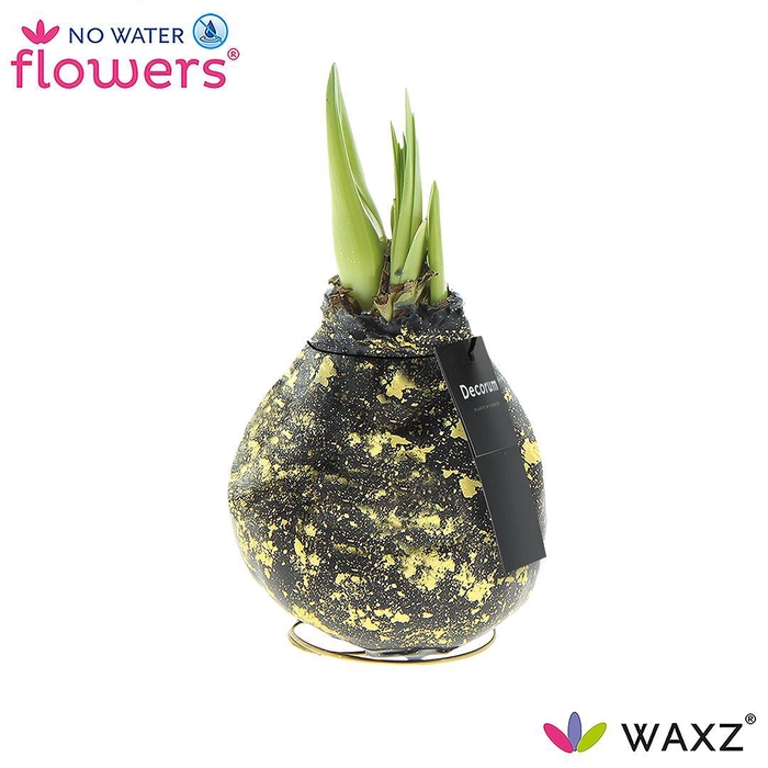 <h4>HIPP WAXZ GALAXY BLACK</h4>