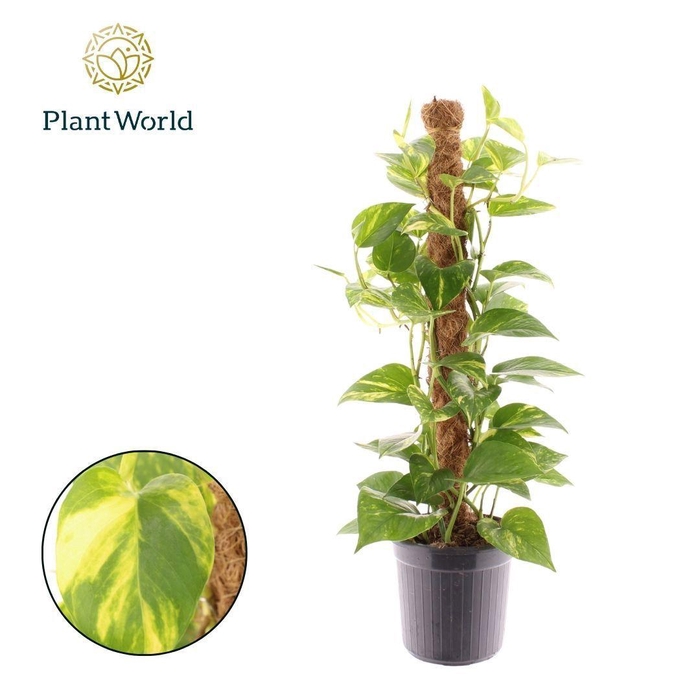 <h4>Epipremnum Hawaien Mosstok</h4>