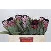 Protea African Didi