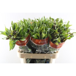 Alstr Hiphop (oranje)