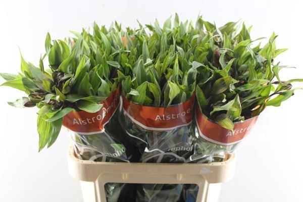 <h4>Alstr Hiphop (oranje)</h4>