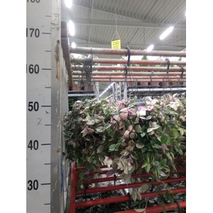 Tradescantia flum. 'Quadricolor'