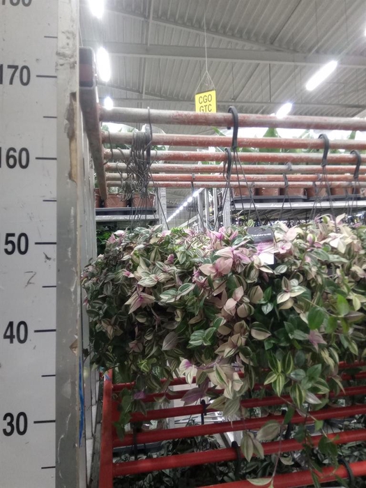 <h4>Tradescantia flum. 'Quadricolor'</h4>