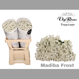 CHR S MADIBA FROST