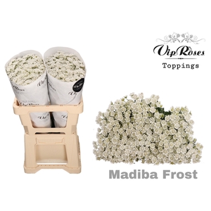 CHR S MADIBA FROST