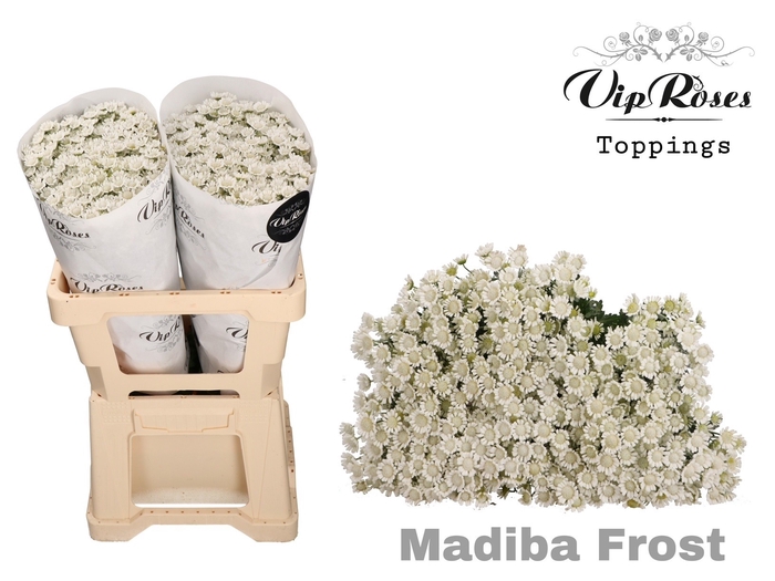 <h4>Chr S Vip Madiba Frost</h4>