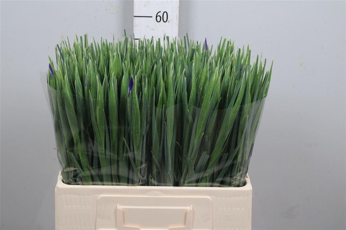 <h4>Iris Hong Kong</h4>