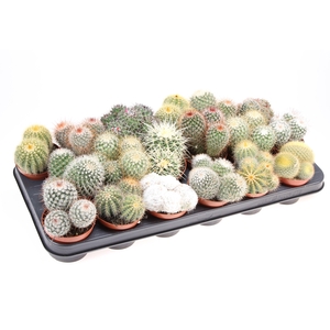 Cactus bol mix