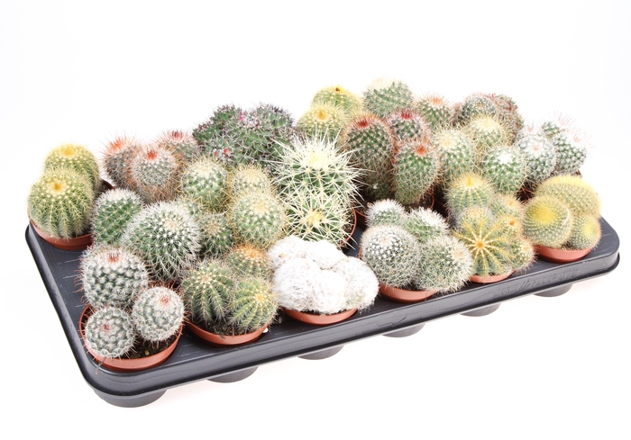 <h4>Cactus bol mix</h4>