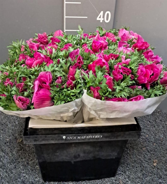 <h4>Anem Scirocco Lilla Lilla</h4>