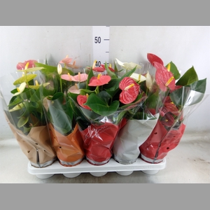 Anthurium   ...mix 4