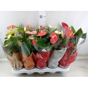 Anthurium   ...mix 4