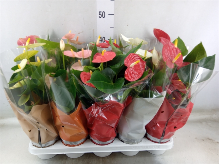 <h4>Anthurium   ...mix 4</h4>