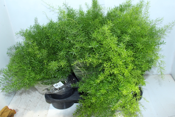 <h4>ASPARGO ALFINETE P17</h4>