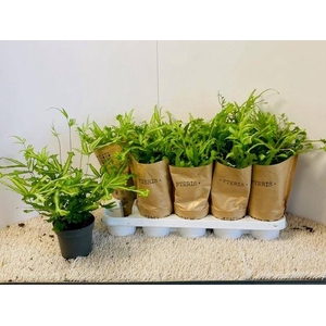 PTERIS MAYI