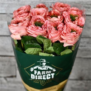 R Gr Mandarin Xpression