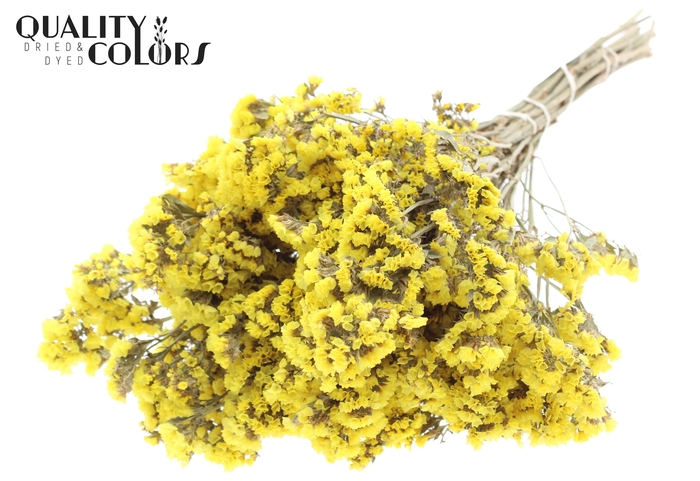 Statice per bunch Natural Yellow