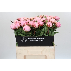 Paeonia Sarah Bernhardt