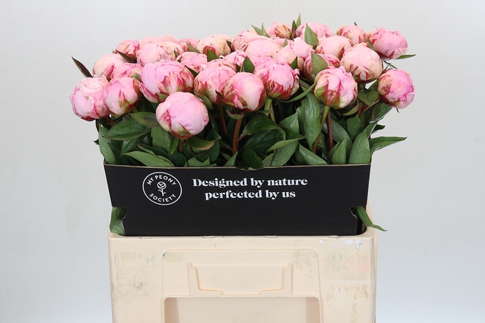 Paeonia Sarah Bernhardt