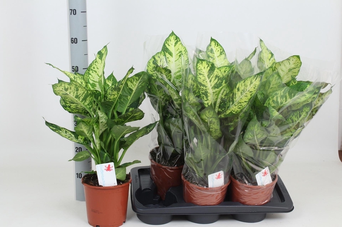 <h4>DIEFF SUBLIME</h4>