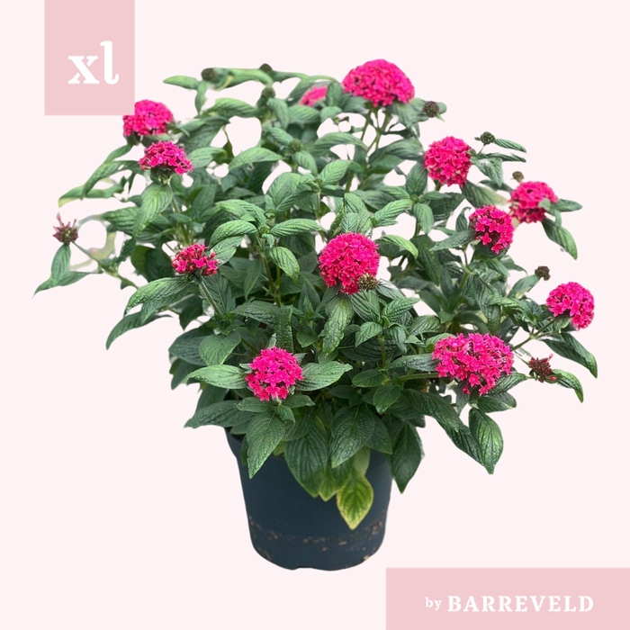 <h4>Pentas Roze Struik</h4>
