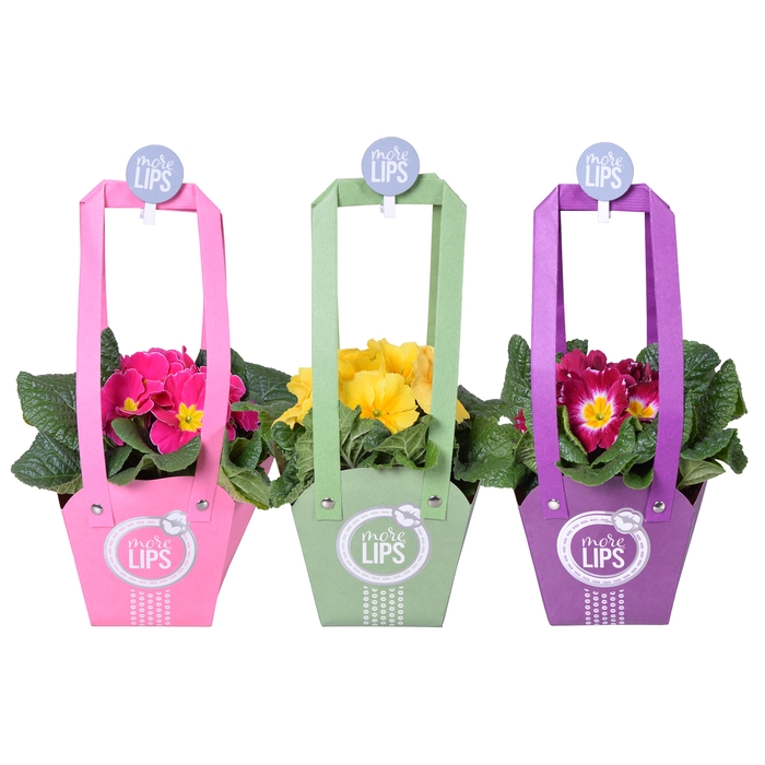 <h4>More LIPS® Primula Acaulis mix Tasje/ knijper</h4>
