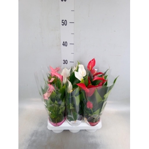 Anthurium   ...mix