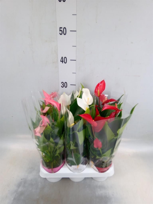 <h4>Anthurium   ...mix</h4>