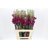 Matthiola Iron Rose