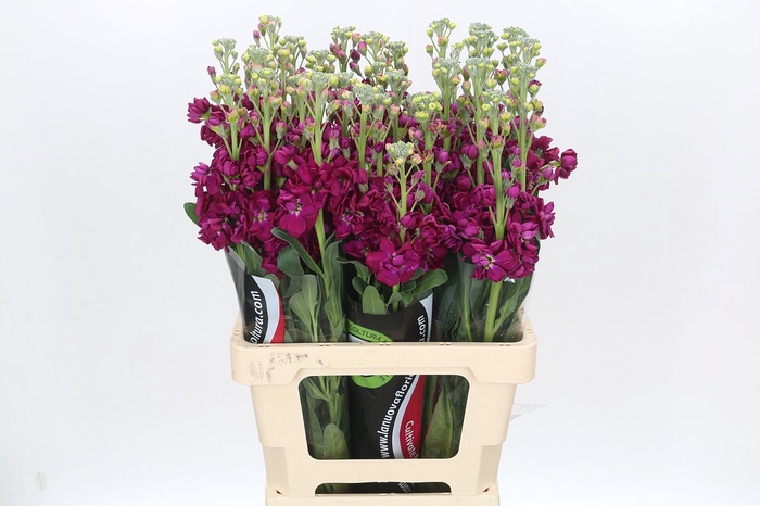 Matthiola Iron Rose