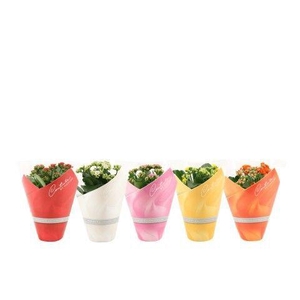 Kalanchoë 12 cm 5 color mix in Couture TST sleeve