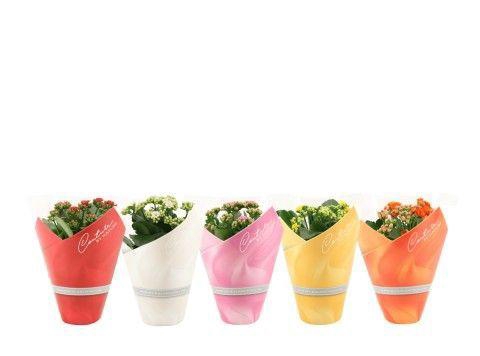 <h4>Kalanchoë 12 cm 5 color mix in Couture TST sleeve</h4>