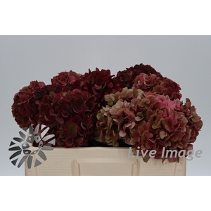 Hydrangea mag pink ruby classic
