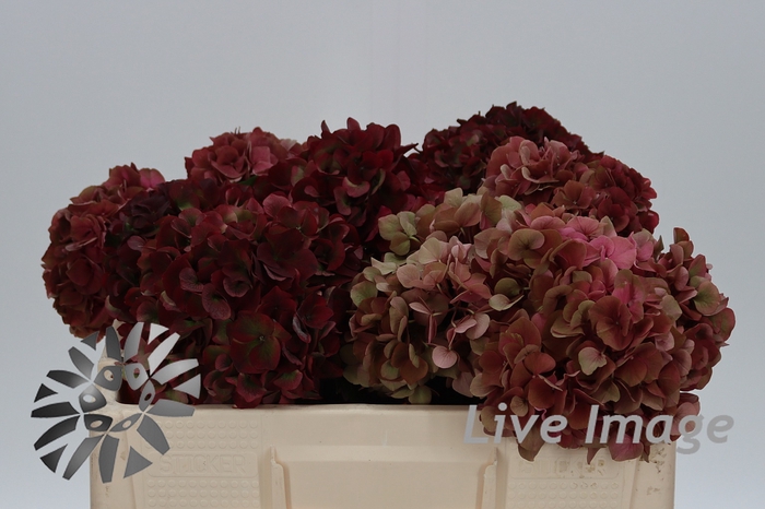 <h4>Hydrangea mag pink ruby classic</h4>