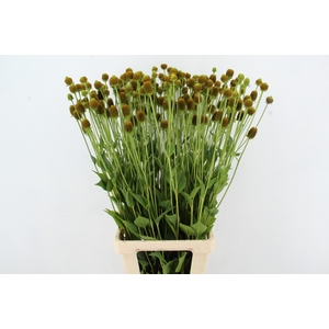 RUDBECKIA NITIDA SEEDS