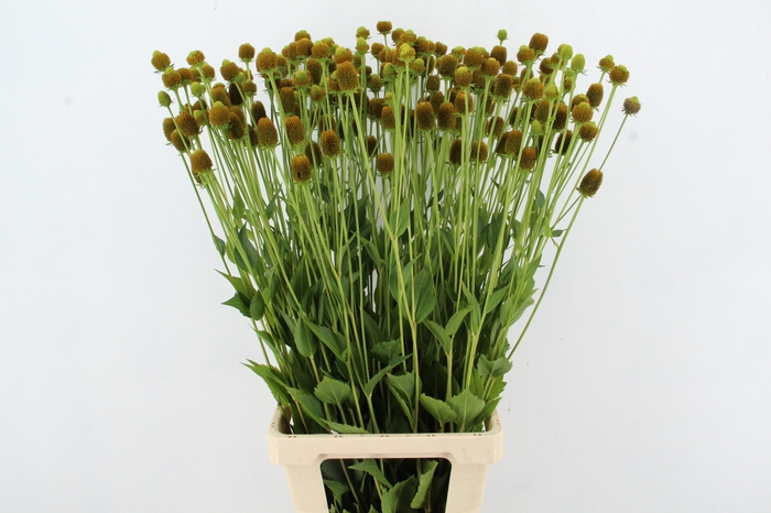 <h4>RUDBECKIA NITIDA SEEDS</h4>