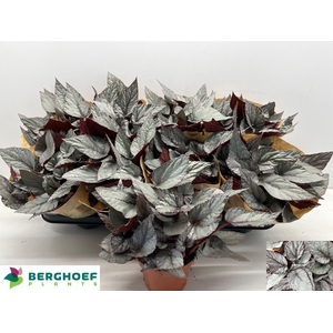 BEG BEL ARCTIC BREEZ