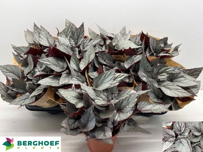 <h4>BEG BEL ARCTIC BREEZ</h4>