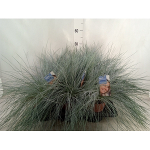 Festuca glauca 'Intens Blue'