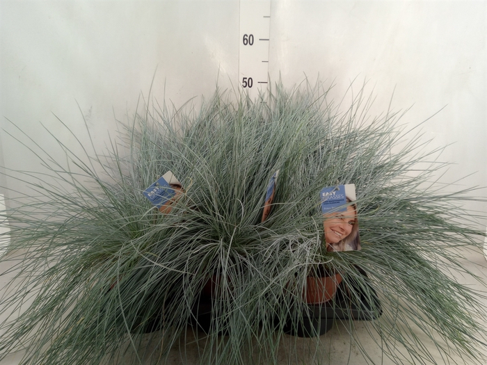 Festuca glauca 'Intens Blue'