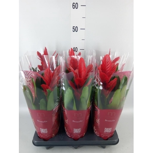 Vriesea  'Intenso Red'