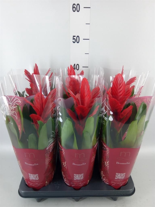 <h4>Vriesea  'Intenso Red'</h4>