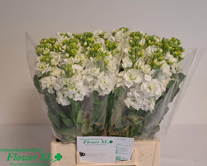 <h4>MATTH STOX WHITE</h4>