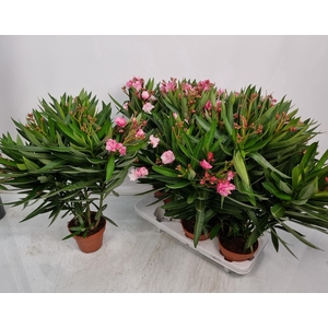 NERI OLEANDER