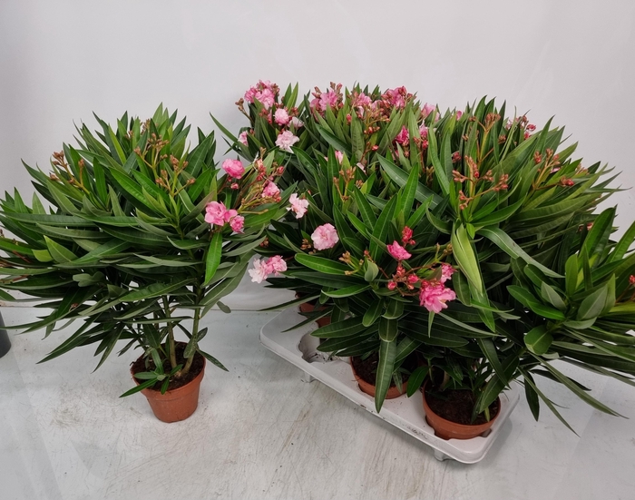 <h4>NERI OLEANDER</h4>