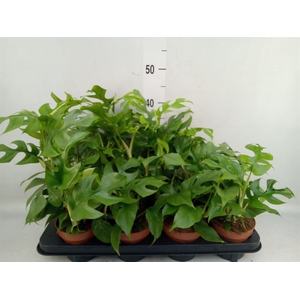 Rhaphidophora tetrasperma