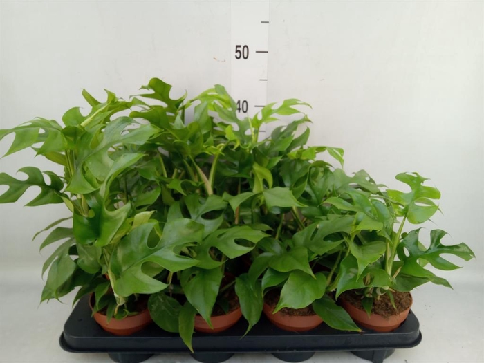 <h4>Rhaphidophora tetrasperma</h4>