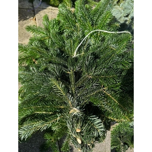 ABIES NORDMANN BS