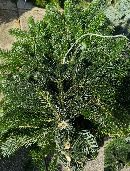 <h4>ABIES NORDMANN BS</h4>